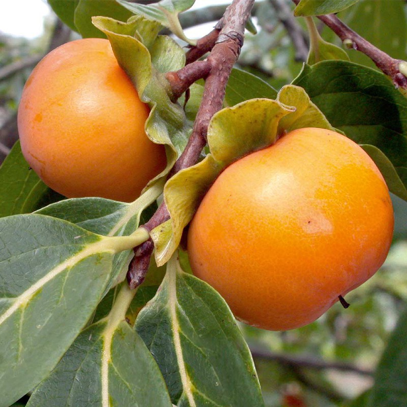 Buy Persimmon Tree Kaki Sharon Fruit Online - Green plants & flowering ...