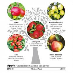 Family Fruit Tree Apple