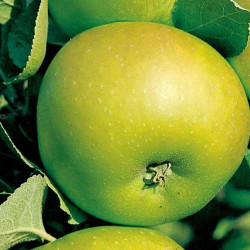 Apple Tree Bramley (clone 20)