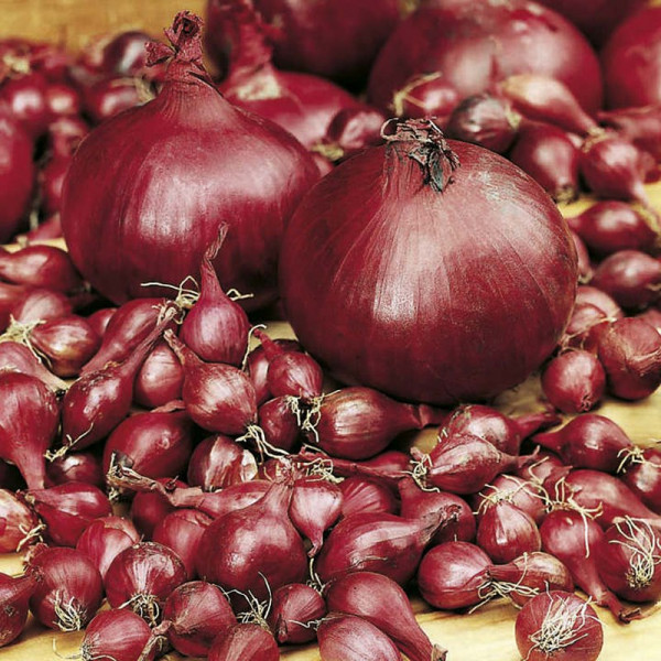 Buy Onion Sets Electric Online - Vegetable Seeds