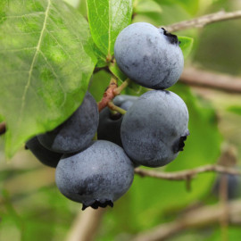 Blueberry (vaccinium) Brigitta