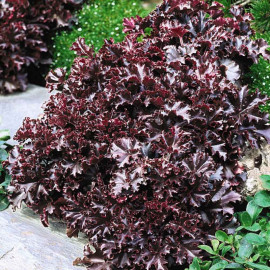 Heuchera Plants Melting Fire