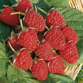 Raspberry Fruit Plants Glen Ample