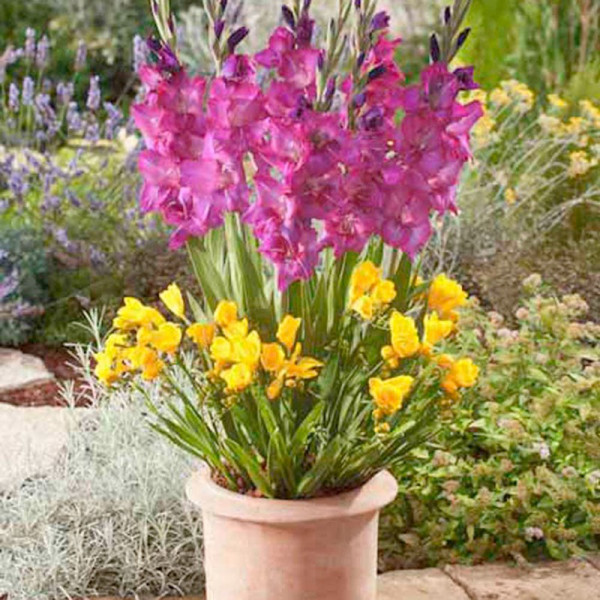 Buy Plant O Mat Classic Gladiolus/Freesia Online - Green plants & flowering plants