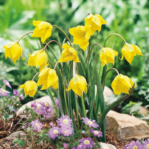 Buy Woodland Tulip Bulbs Online - Garden Plants & Bushes