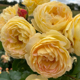 Rose Plant Belle De Jour