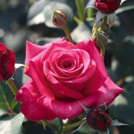Rose Plant Timeless Charisma