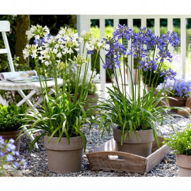 Agapanthus Plants Blue and White Collection