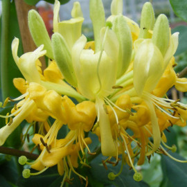 Lonicera Periclymenum Scentsation