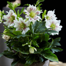 Helleborus Orientalis Plant Hello Pearl