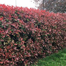 Photinia Red Robin (red Laurel) Plant 2l Value Hedging Range