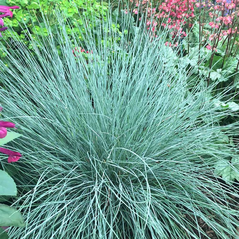 Buy Festuca Plants Intense Blue Online - Green plants & flowering plants