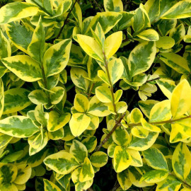 Ligustrum Aureum (golden Privet) Plant 2l Value Hedging Range