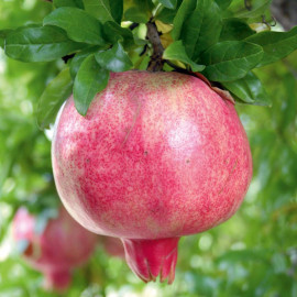 Pomegranate (punica Granatum) Provence