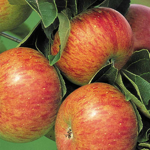 Buy Apple Tree Lord Lambourne Online - Fruit Trees & Bushes