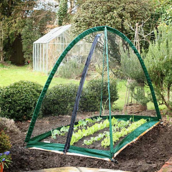 Buy Popadome Insect Net Cover Online - Green plants & flowering plants