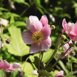 Anemone X Hybrida September Charm Plants