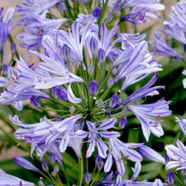 Agapanthus Charlotte Plants